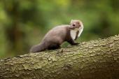 European pine marten (Martes martes), known most commonly as the pine marten in Anglophone Europe, and less commonly also known as pineten, baum marten, or sweet marten